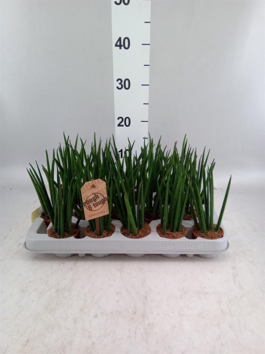 <h4>Sansevieria bacularis</h4>