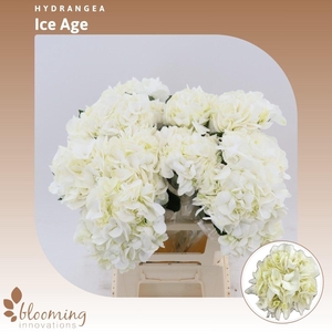 Hydrangea ice age