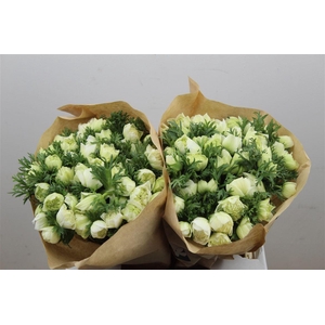 Anem Full Star White