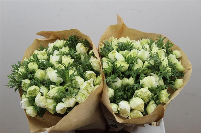 <h4>Anem Full Star White</h4>