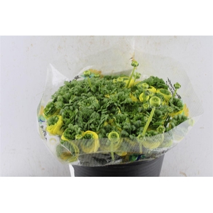 Ran Kloon Extra Merlino