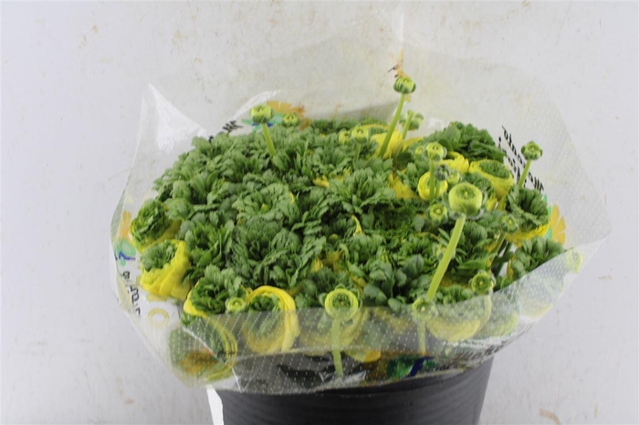 <h4>Ran Kloon Extra Merlino</h4>