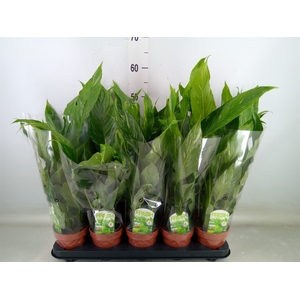 Spathiphyllum  'Diamond'