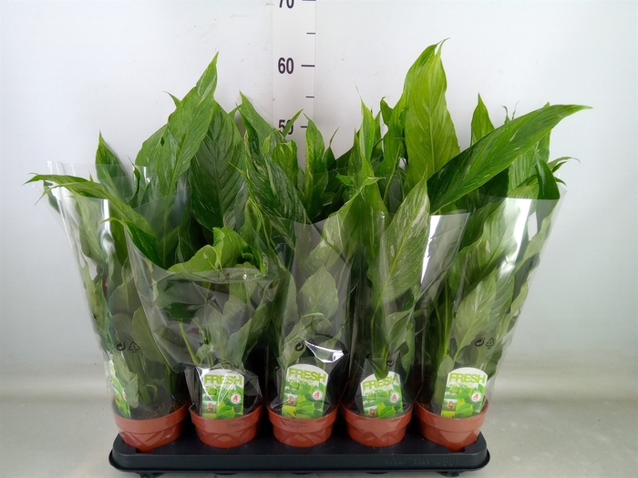 <h4>Spathiphyllum  'Diamond'</h4>