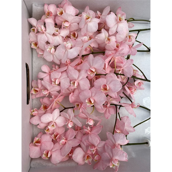 <h4>Phal Coloured Venice Candy</h4>