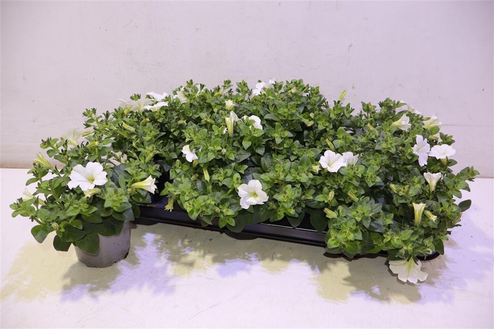 <h4>Pet White Surfin</h4>