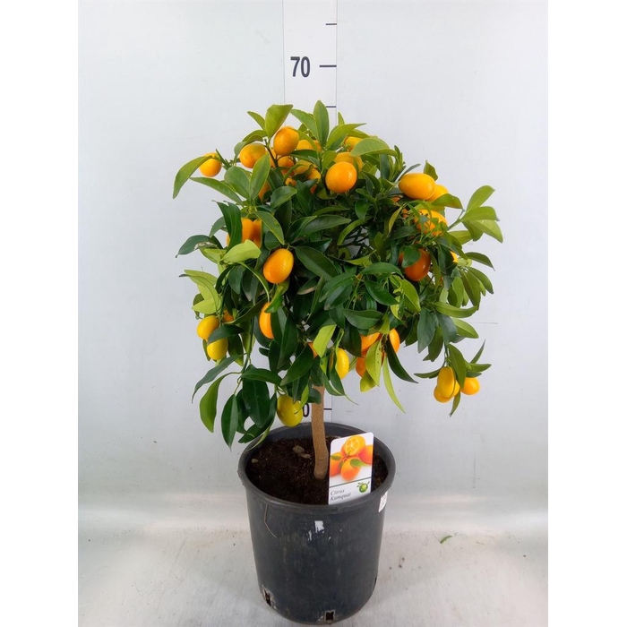 <h4>Citrus   ...</h4>