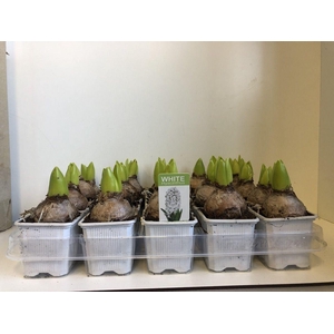 7 cm Hyacint White Pearl zonder etiket