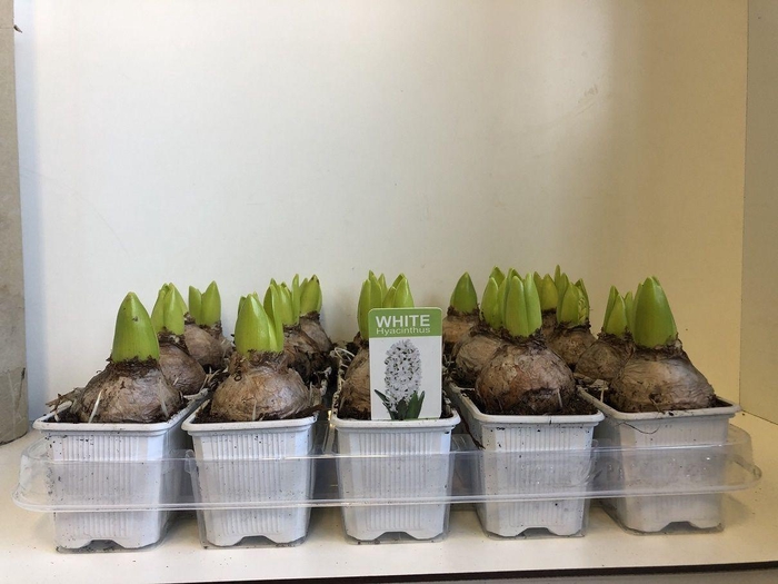 <h4>7 cm Hyacint White Pearl zonder etiket</h4>