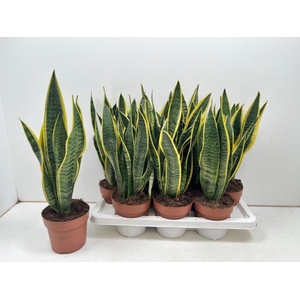 Sansevieria trifasciata Laurentii 14Ø 50cm