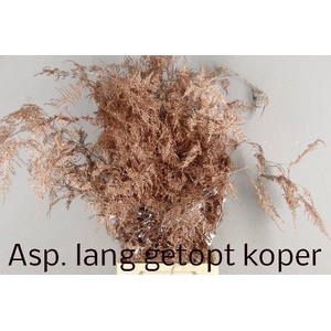 ASP OV KLB H%