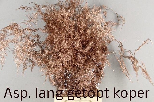 ASP OV KLB H%