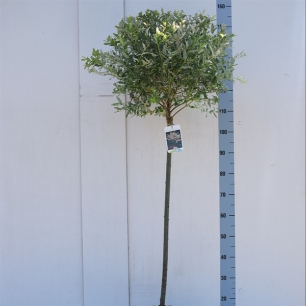 <h4>Salix integra 'Hakuro Nishiki' 80ST</h4>