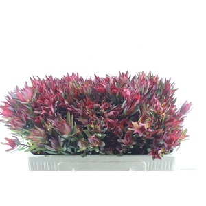 Leucad Sal Blush Xxl