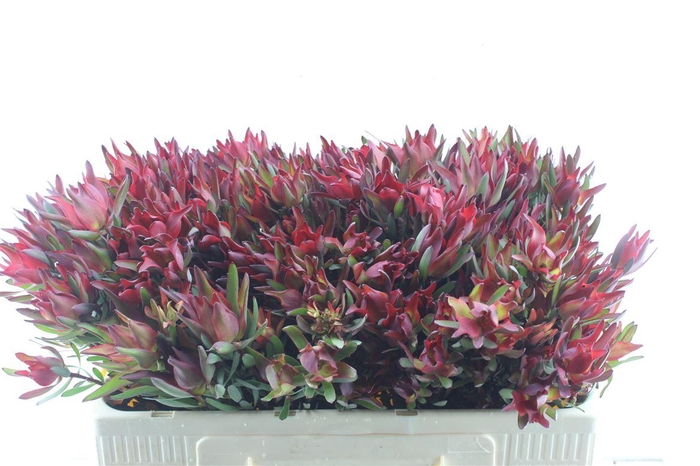 <h4>Leucad Sal Blush Xxl</h4>