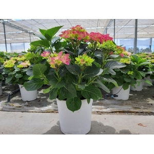 Hydrangea macrophylla overig