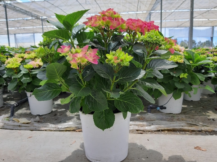 <h4>Hydrangea macrophylla overig</h4>
