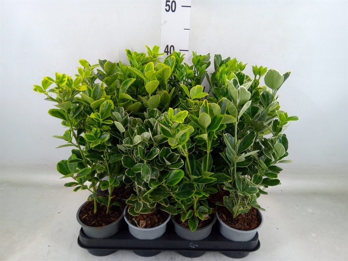 <h4>Euonymus japon.   ...mix</h4>