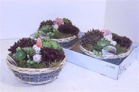 <h4>Arr Sempervivum</h4>