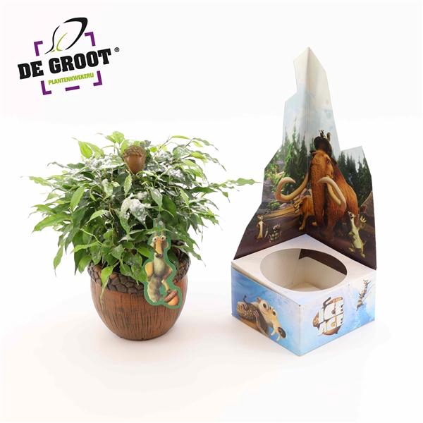 <h4>Ficus benjamina 'Green Kinky'</h4>
