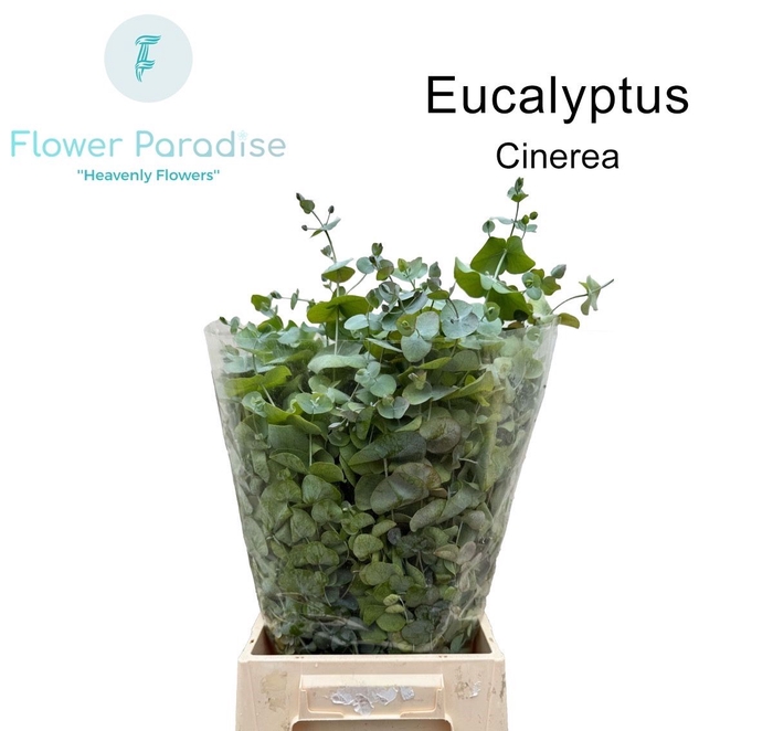 <h4>EUC CINEREA PER BOS</h4>