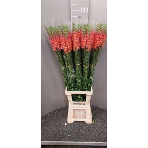 Antir Antibes Orange