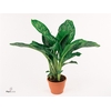 Aglaonema Greenlight (Decorum) 21cm