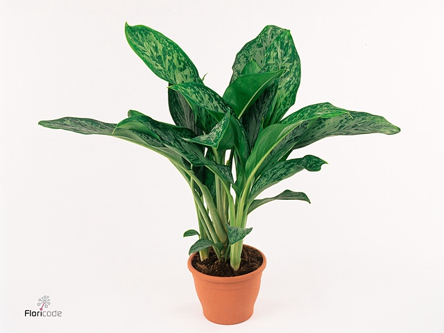 Aglaonema Greenlight (Decorum) 21cm