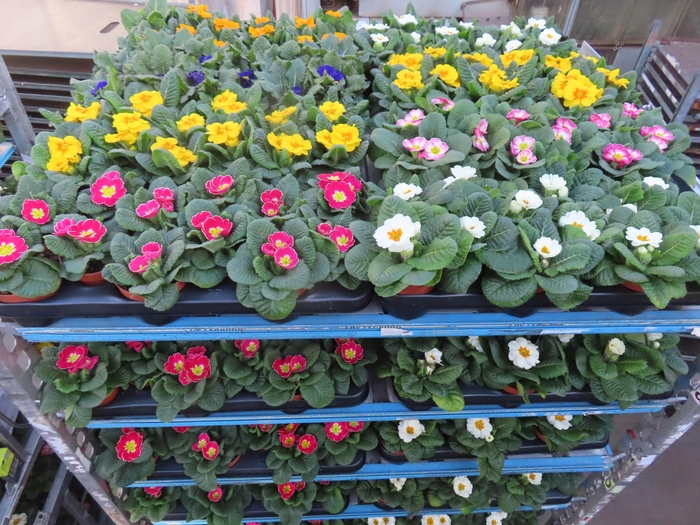 <h4>PRIM AC MIXK</h4>