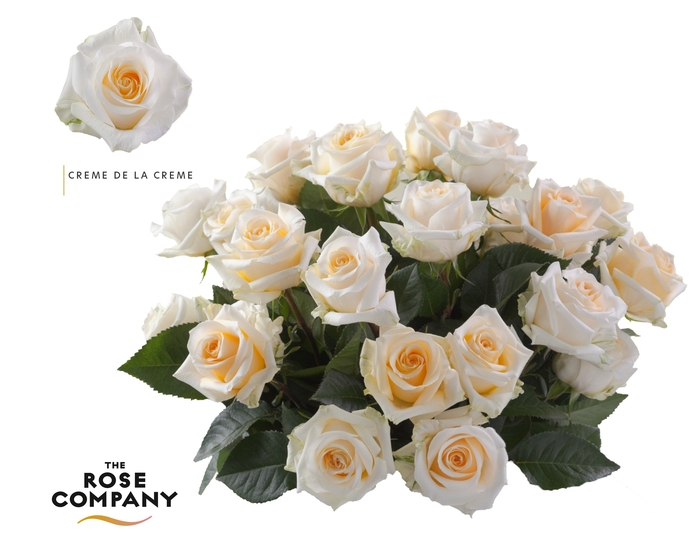 Rosa Ec Creme de la Creme