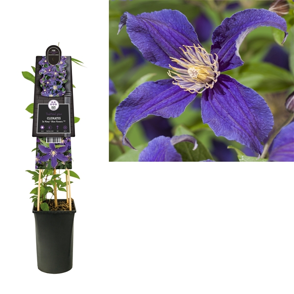 <h4>Clematis So Many® Blue Flowers PBR +3.0 label</h4>