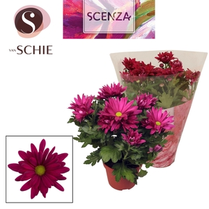 Chrysant Breeze Purple