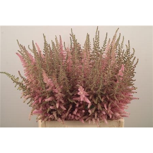 Astilbe C Glitt N Glam
