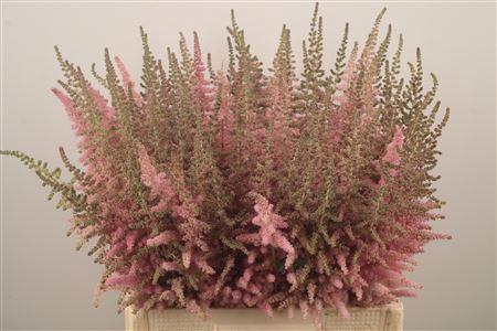 <h4>Astilbe C Glitt N Glam</h4>