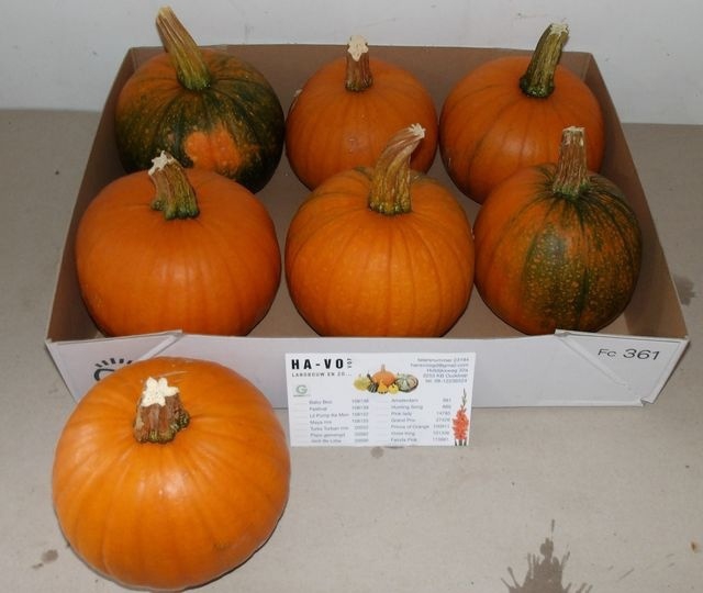 <h4>CUC MAXIMA HALLOWEEN</h4>