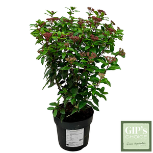 Viburnum tinus 'Eve Price' Bush P24