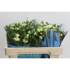 Ranunculus Butterfly Ariadne