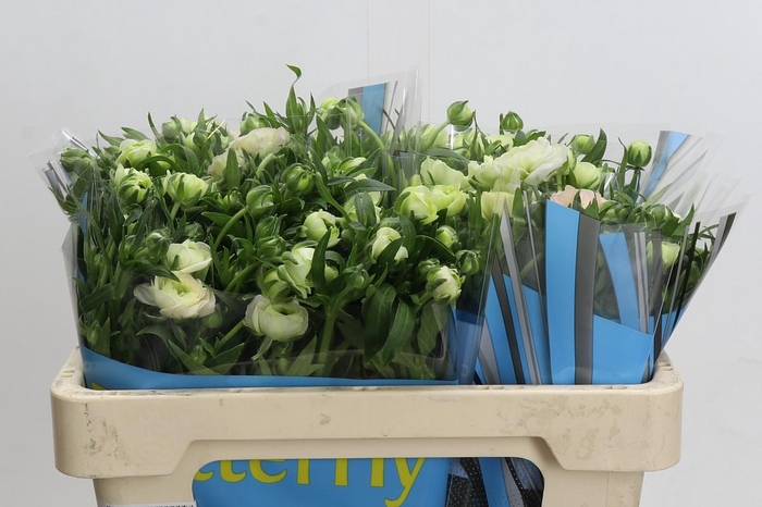 <h4>Ranunculus Butterfly Ariadne</h4>