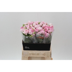 Ran El Light Pink 40cm