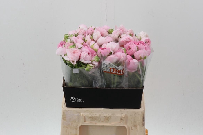 <h4>Ran El Light Pink 40cm</h4>