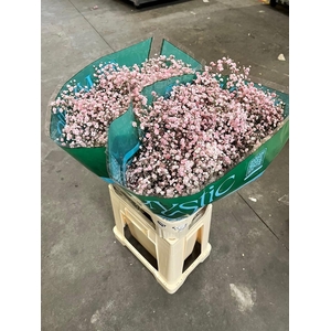 Gyps ec paint xlence light pink 1000g