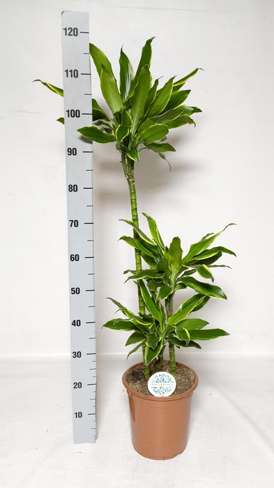 <h4>DRA FRAG GOLD COAST</h4>