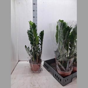 ZAMIO ZAMIIFOLIA