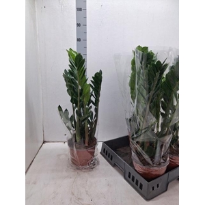 ZAMIO ZAMIIFOLIA