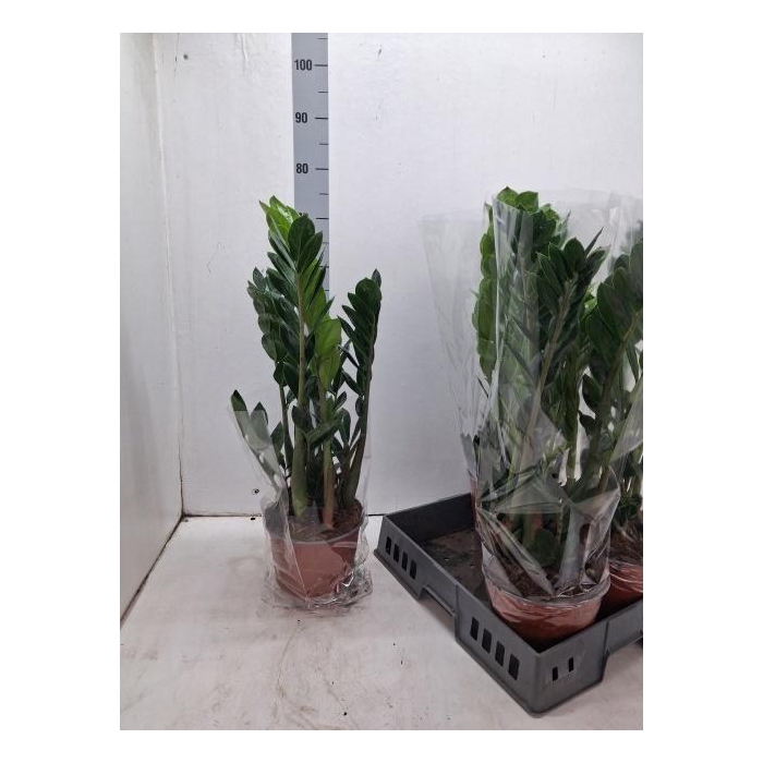 <h4>ZAMIO ZAMIIFOLIA</h4>