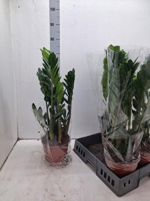 <h4>ZAMIO ZAMIIFOLIA</h4>
