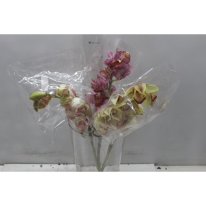 CYMBIDIUM MAX MISTO 9/11 HT MIN 9 FLS