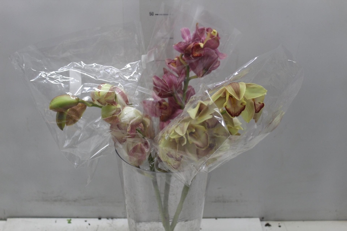 <h4>CYMBIDIUM MAX MISTO 9/11 HT MIN 9 FLS</h4>
