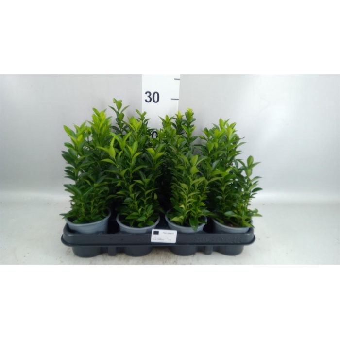 <h4>Euonymus japon. 'Green Spire'</h4>