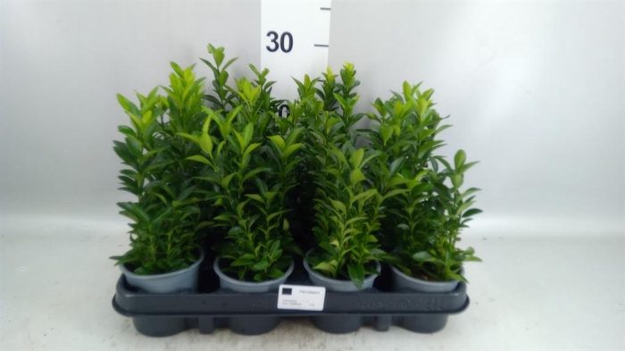 Euonymus japon. 'Green Spire'